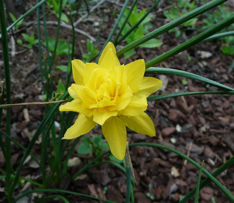 Narcissus odorus  Specie della flora italiana