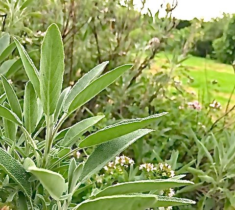 Kruiden planten kopen online