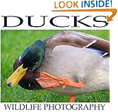 Ducks