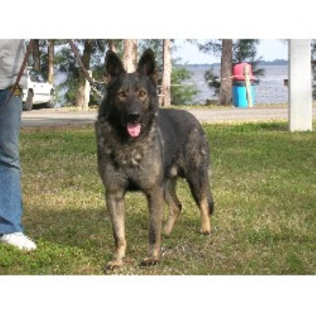 ... Shepherd Dog Breeder in North Fort Myers, Florida (Listing ID: 13984