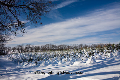 Rows of Christmas Trees, Summers Christmas Tree Farm
