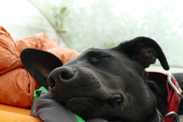 大型犬の介護 老犬のためにできる室内環境の工夫とは こまめな寝返りで床ずれを防止 犬の総合情報サイト ペットスマイルニュースforワンちゃん