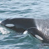 Orcas - Orcas Island Historical Museums fundraiser screening of ... / Orcas are also adaptable to a variety of water temperatures.