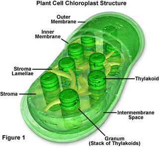 Chloroplast and Cell Wall(Plants) - Organelles
