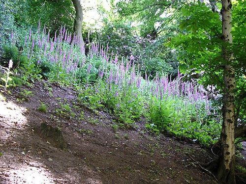 Image of foxgloves in woodland