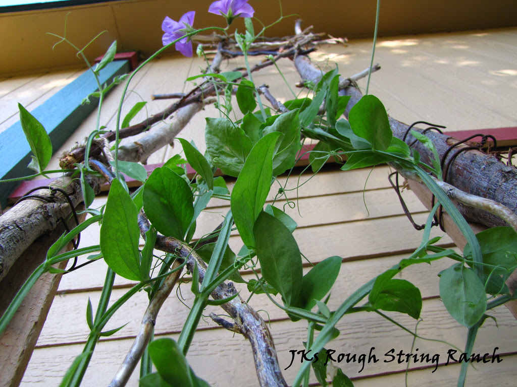 Climbing Sweet Pea