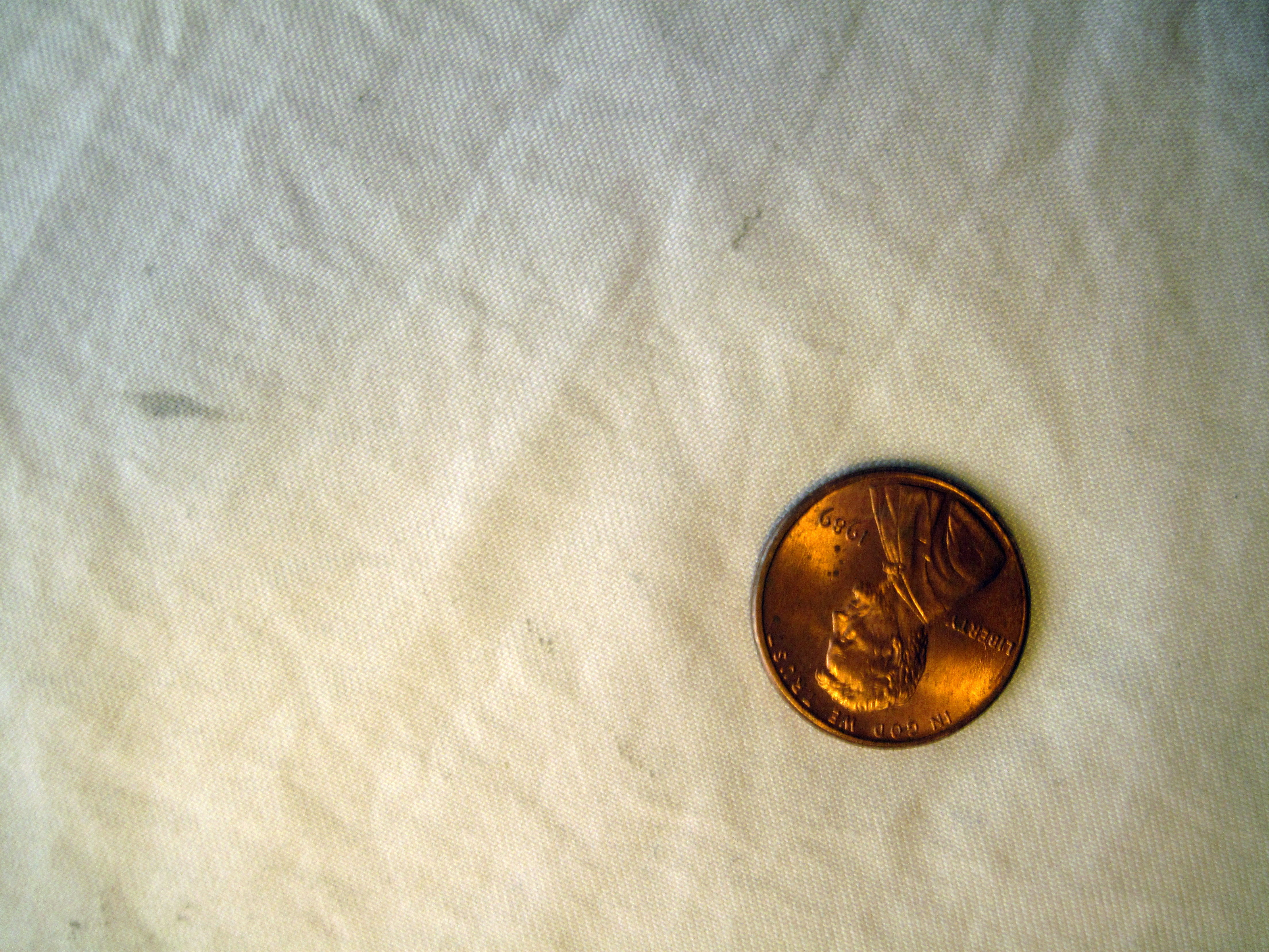 Got Bed Bugs? Bedbugger Forums