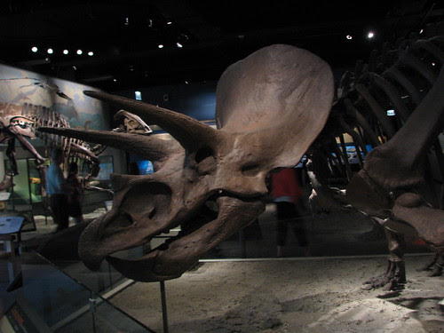 Triceratops