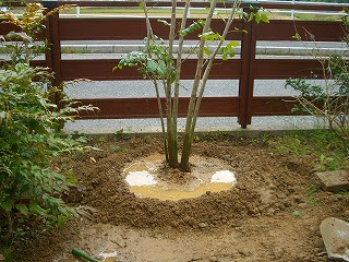 植木を植えました 柴犬はなの夢 楽天ブログ