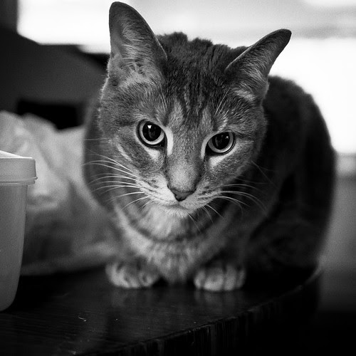 crouching tyger