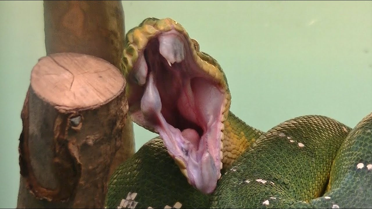 エメラルドツリーボアの画像 原寸画像検索