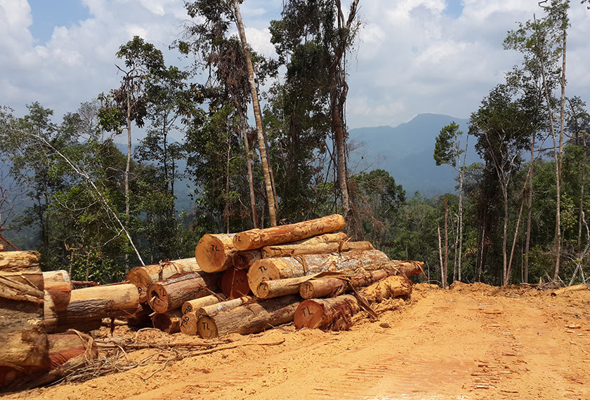 Spesies pokok kayu berkualiti Ulu Tembeling cetus nafsu Spesies pokok kayu berkualiti Ulu Tembeling cetus nafsu