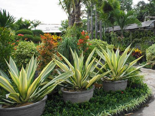 バリのお庭屋さん ヤシの木南国リゾートの庭 Cocos Garden