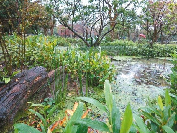 五月天重返大安森林公园三月萤火虫如临大敌 手机凤凰网