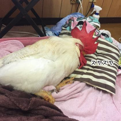 うちのにわとりさん 室内飼い鶏の対策