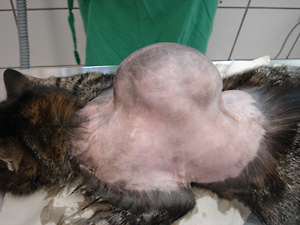 Coastal Cat Clinic Vaccines Coastal Cat Clinic We Use The Safest Vaccines Available For Cats