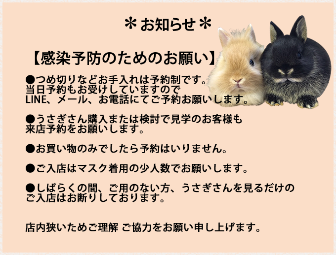 うさぎ専門店 空とぶうさぎ川口店