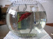 ベタ雄飼育日記