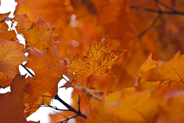 Day 33 - Fiery Leaves