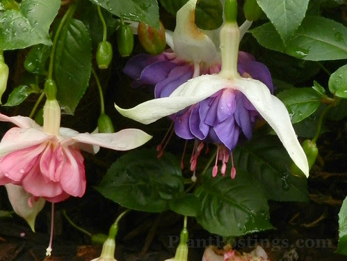 fuchsia1