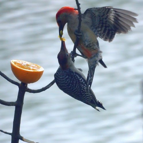 More Baby Woodpecker Feeding