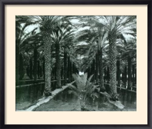 Framed Posters: - Ansel Adams Palm Grove Framed Art Print (60 x 70 cm) 