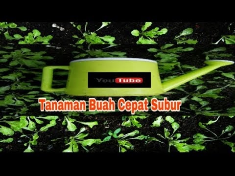 Berikut Cara menanam pandan wangi dalam pot agar subur bagi pemula, terupdate!