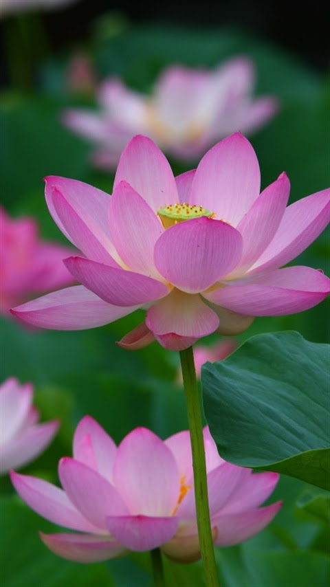 蓮 ﾊｽ の 待ち受け 壁紙