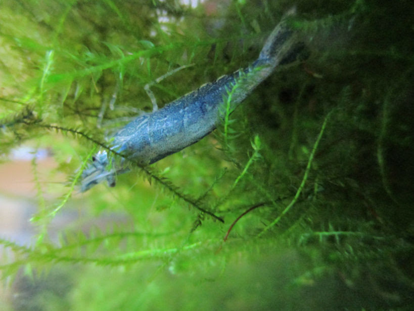 エビが青くなった訳 どじょっこ帳