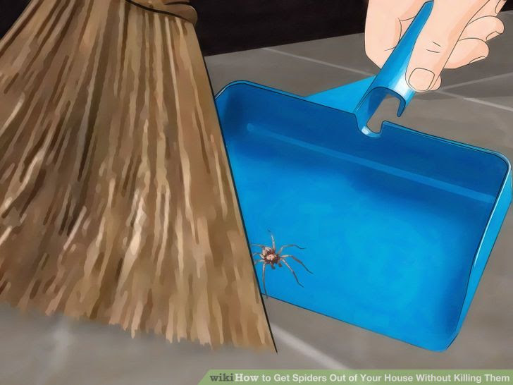 Get Spiders Out of Your House Without Killing Them Step 11 Version 3.jpg
