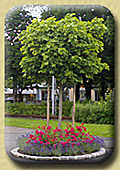 Acer platanoides globosum