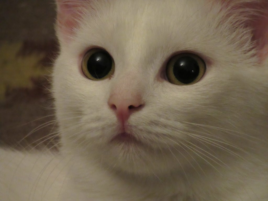 You Really Think Someone Would Do That Just Go On The Internet And Tell Lies Cats