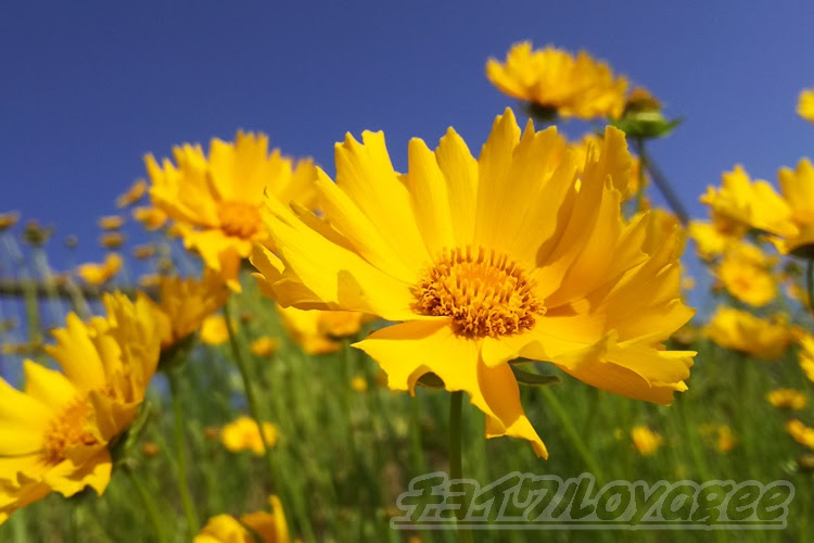 オレンジ色の花を咲かせるオオキンケイギクは 特定外来生物で実は厄介者で嫌われ者 Oyageeの植物観察日記