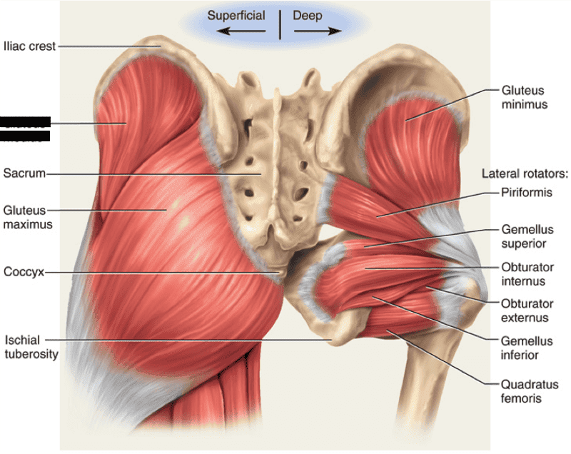 Print Lower Extremity Muscles flashcards | Easy Notecards