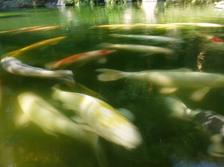 長崎公園、鯉