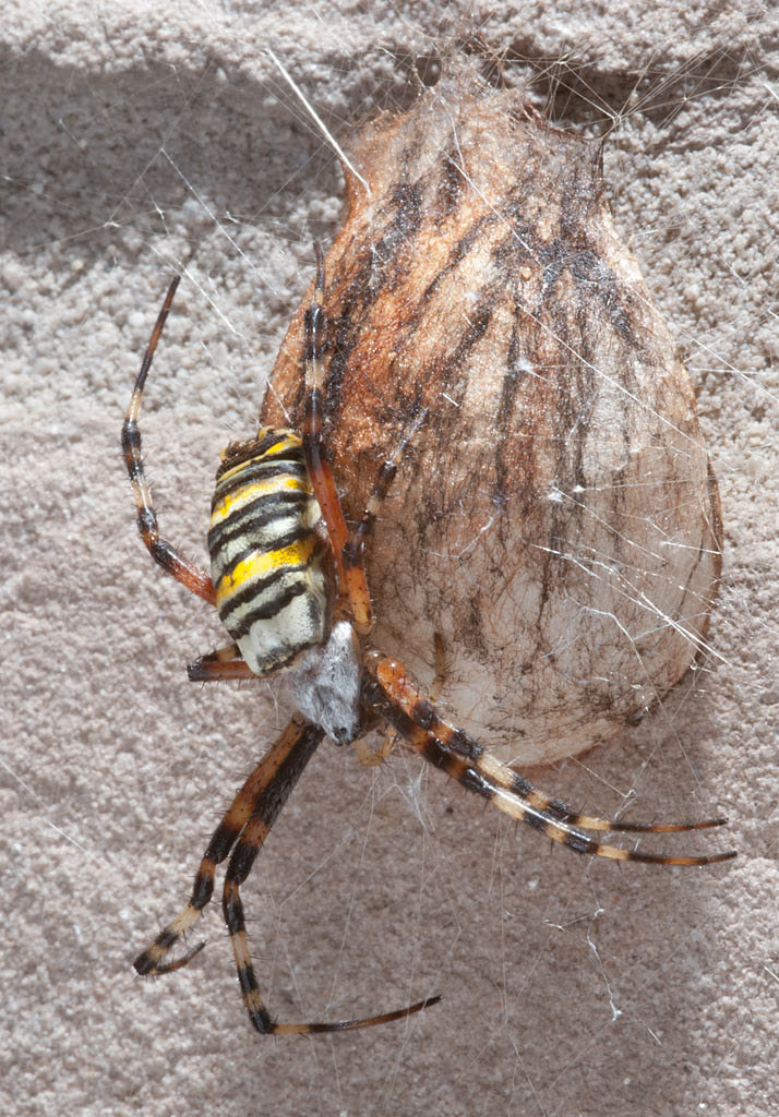 tijgerspin, Argiope bruennichi