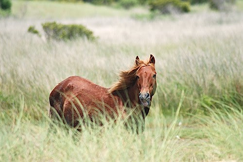 Banker pony at Cape Lookout National Seashore.