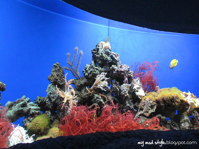 Denver Aquarium 13