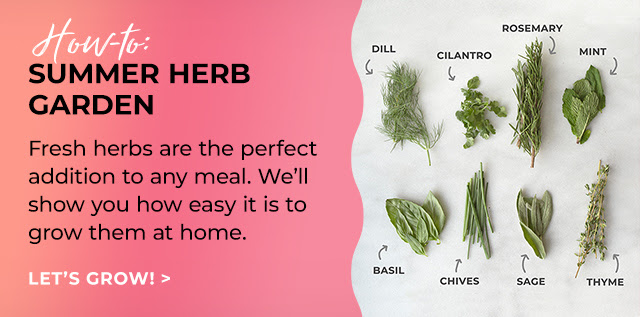 Grow a summer herb garden | Read the Blog