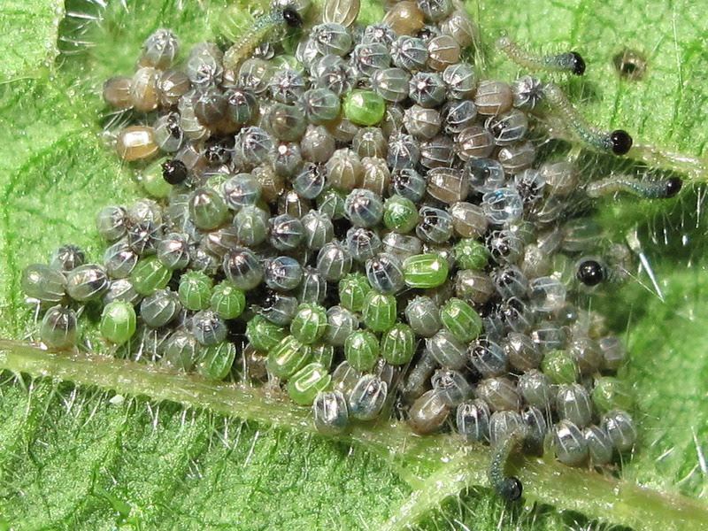 NEW SILK FOR EGGS - Silk