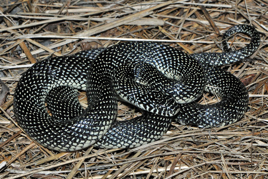 Download Common Kingsnake (Lampropeltis getula)