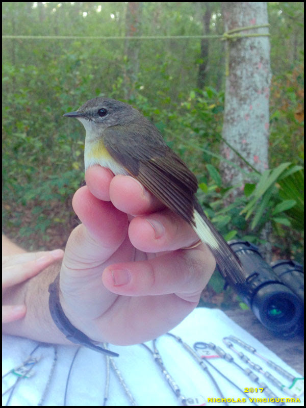 American Redstart