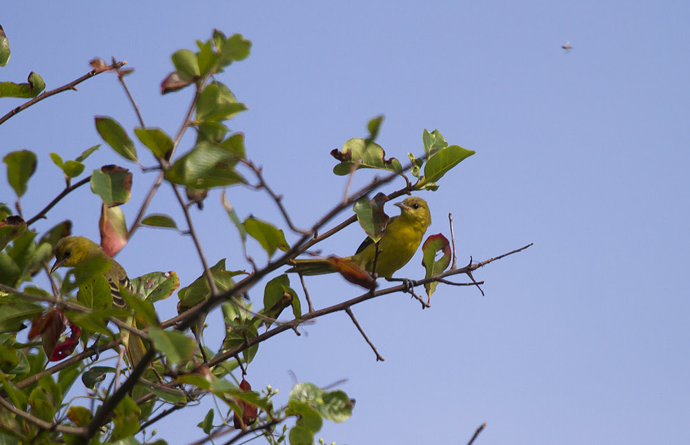 JuvyOrioles