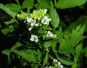 クレソン おらんだがらし の花言葉 花言葉事典