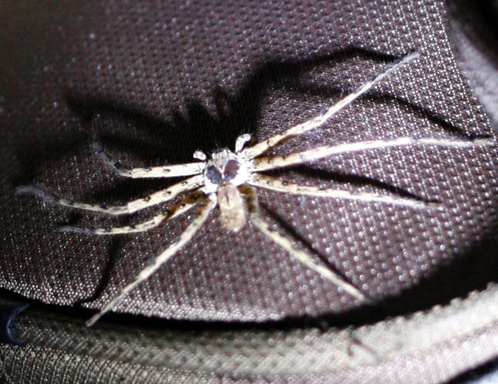 Huntsman Spider. Dear Namski, huntsman spider bite. Huntsman Spider. Dear Namski,