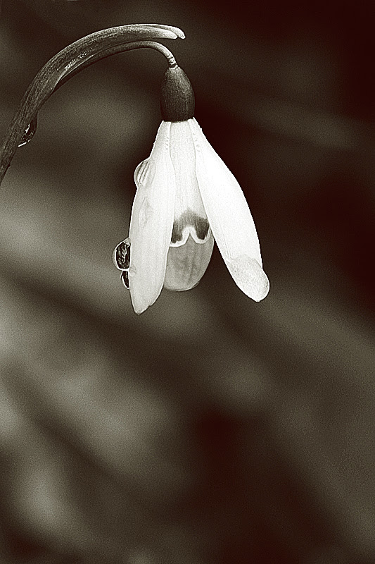 Drops