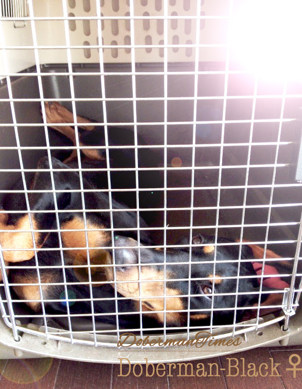 お留守番時もフリー 子犬の自由時間と お留守番時の基本 Doberman S Blog ドーベルマン ブログ ドーベルマン Com