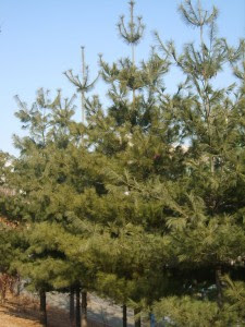 Pinus Strobus-eastern-white-pine