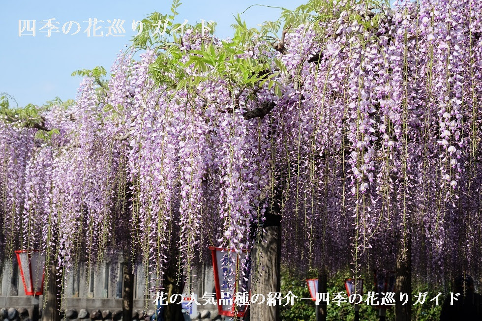 藤 花の人気品種の紹介