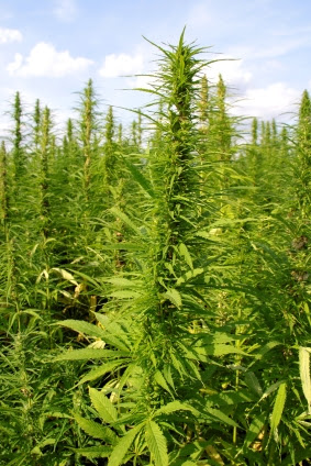More Farm Sheds High on the Agenda with Hemp | Steel Sheds in ...